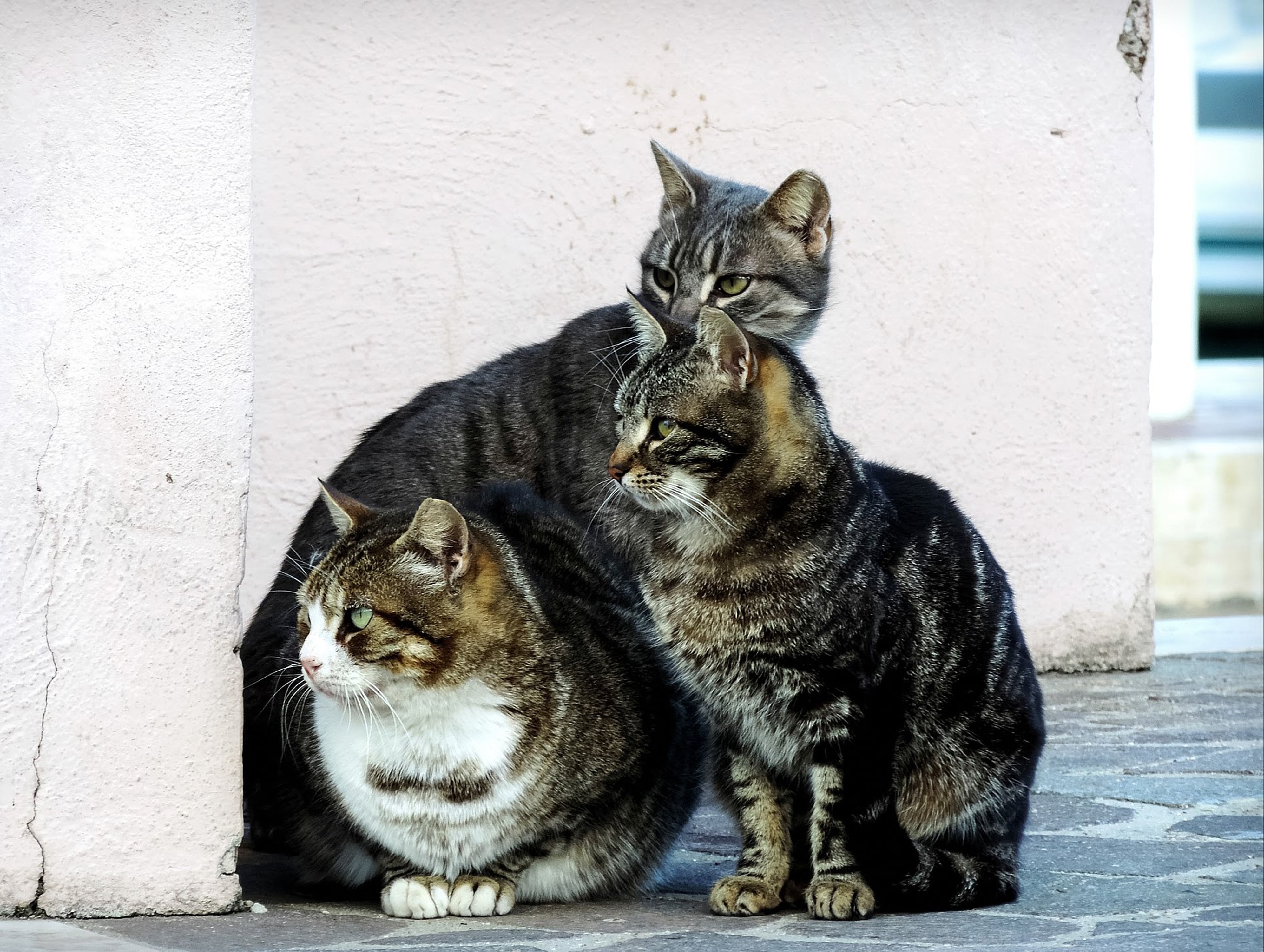 Gruppe von Katzen