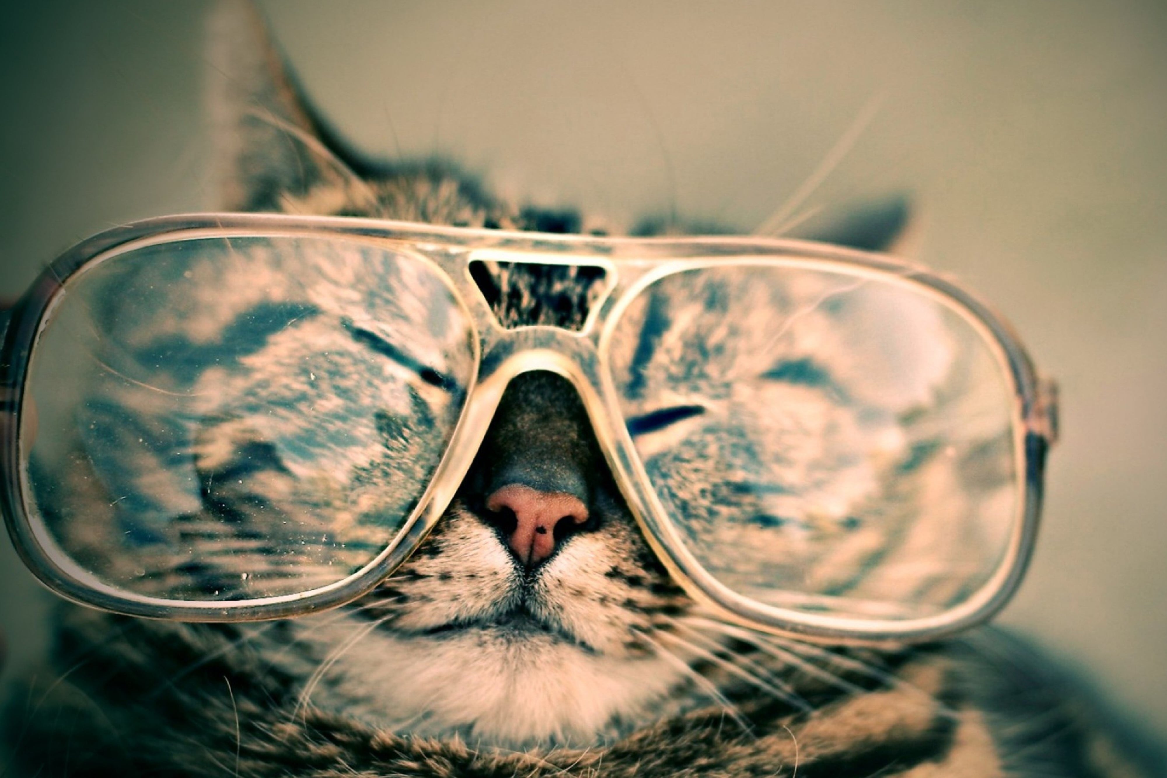 Katze mit Sonnenbrille